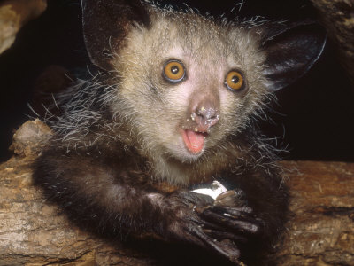 Les animaux, c'est rigolo Haring-david-aye-aye-juvenile-feeding-on-egg-duke-university-primate-center