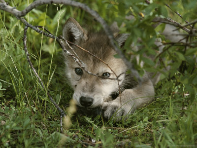 ~Luna~ Dutcher-jim-and-jamie-an-8-week-old-gray-wolf-pup-canis-lupus-peers-from-a-hiding-spot