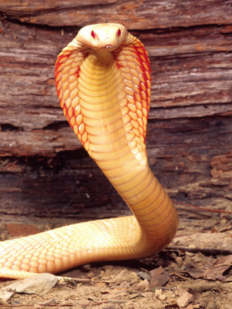 What are you saving for? Northcott-david-albino-monocled-cobra-native-to-se-asia