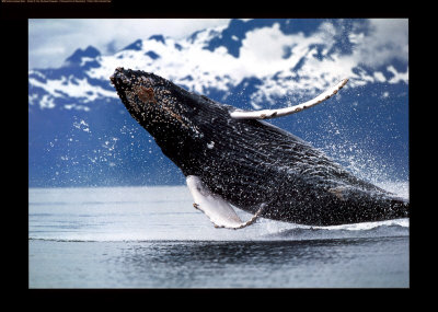 saut de Baleine a bosse Cole-brandon-baleine-a-bosse