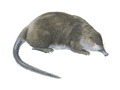 11 ARALIK 2016 BULMACASI SAYI : 1602 - Sayfa 2 Encyclopaedia-britannica-desman-desmana-moschata-mammals