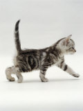 Advertentie voor kits! Jane-Burton-Domestic-Cat-3-Week-Silver-Tabby-Male-Kitten-Poster