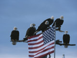 هجوم من قبل نحو 500 نسر Norbert-rosing-groupe-d-aigles-a-tete-blanche-d-amerique-du-nord-sur-un-arbre