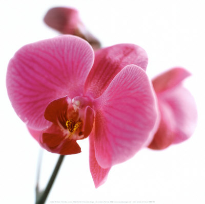 الاوركيد من أجمل وأغلى زهور العالم  ORCHID Flower          C%C3%A9dric-porchez-pink-orchid