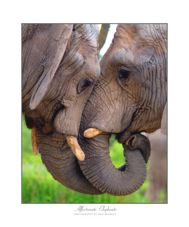 காதலர்கள்  - Page 2 Neil-bramley-elephant-kiss