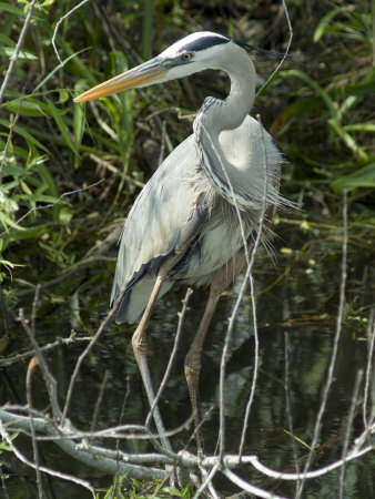 Everglades National Park. Ethel-davies-great-blue-heron-everglades-national-park-unesco-world-heritage-site-florida-usa