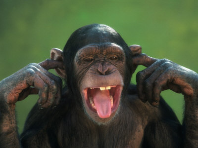 Pew Pew as explained by J3551CA87 Chimpanzee-with-its-fingers-in-its-ears