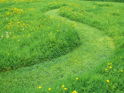 காதல் அரும்பும்போது.... Mark-bolton-grass-path-mown-through-wild-flower-lawn-with-ranunculus-buttercup