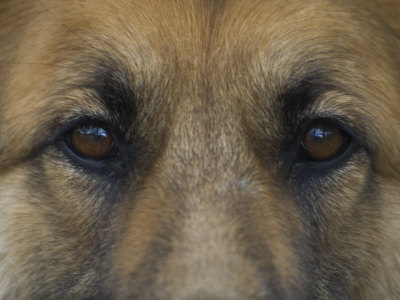 Eyes David-edwards-german-shepherd-dogs-eyes