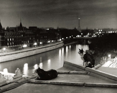 صور المصور الفرنسي روبير دوانو  Robert-doisneau-paris-cats-at-night