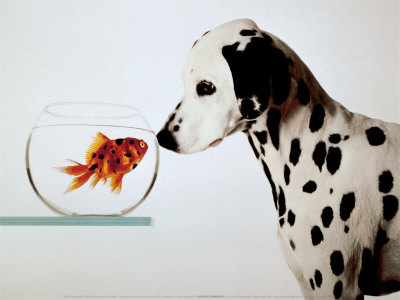 Riba na suhem Michel-tcherevkoff-dalmation-dog-looking-at-dalmation-fish