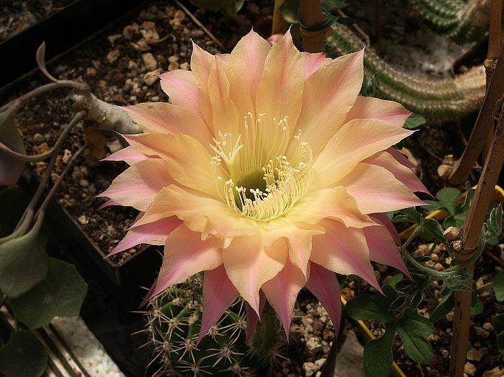 Les cactus ont le moral... EchinopsisX9-2001