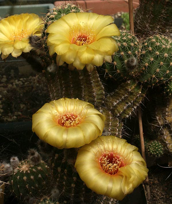 Encore des fleurs Lobiviaaurea