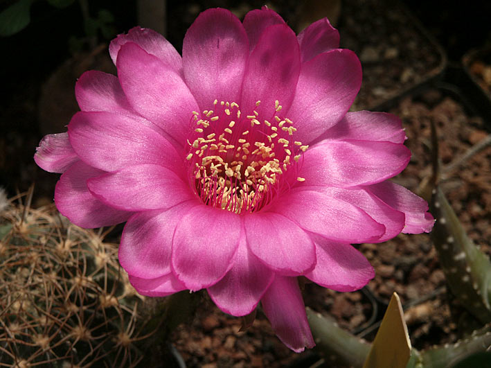 Encore des fleurs LobiviarubescensLau470