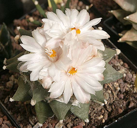 les Ariocarpus fleurissent Ario_furfuraceus