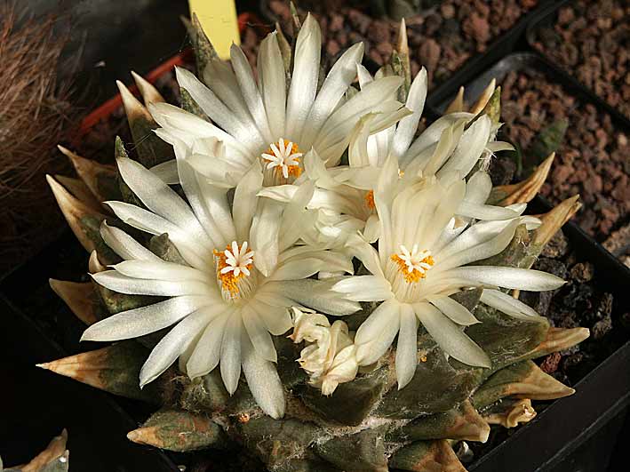 les Ariocarpus fleurissent Ario_trigonus