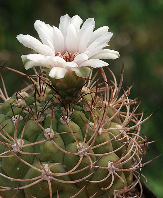 Portraits de cactus - Page 6 Gymnozegarrae