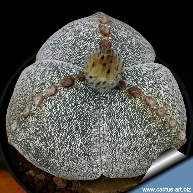 Semis d'Astrophytum (cactus) Astrophytum_myriostigma_tricostatum_big_810