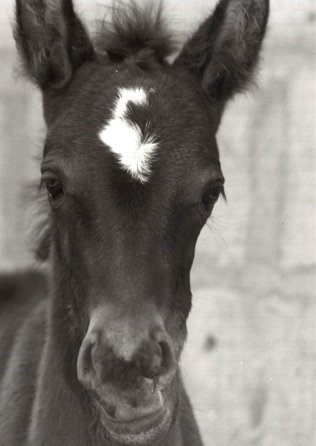 Box d'Anacheval1 Foal