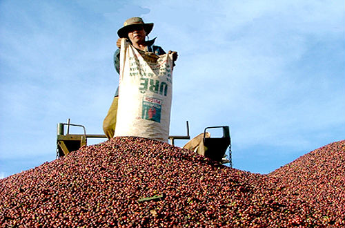 Cà phê Việt Nam "nhất thế giới"? Bao-tay-nhan-xet-ve-ca-phe-viet-mot-hien-tuong-thu-vi