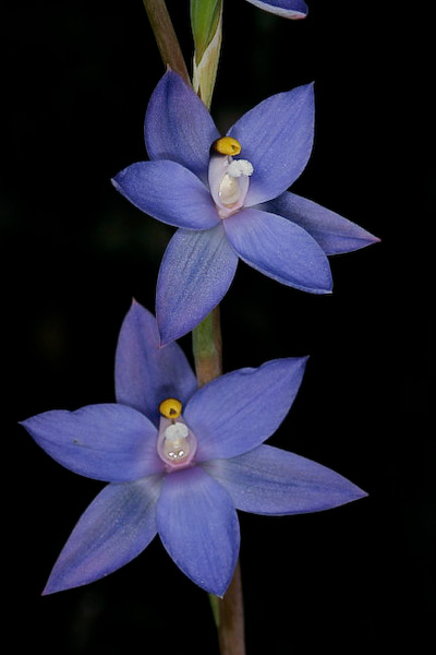 Checklist des orchidées terrestres d'Australie - Page 2 _MG_3600