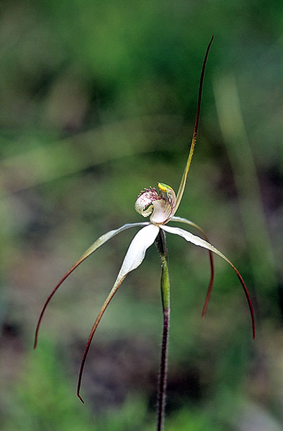 Checklist des orchidées terrestres d'Australie IMG003