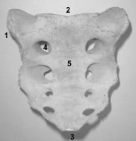 ostéologie: CRÂNE,vertèbres,sternum,coccyx,cotes Psacrum1