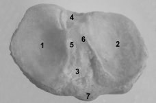 ostéologie du membre inférieurs  Ptibia1