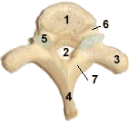 ostéologie: CRÂNE,vertèbres,sternum,coccyx,cotes Pvtype