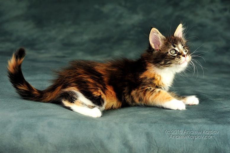 EmberPheonix's Book of Cats Elegant-Caliby-kittens-festivity-34