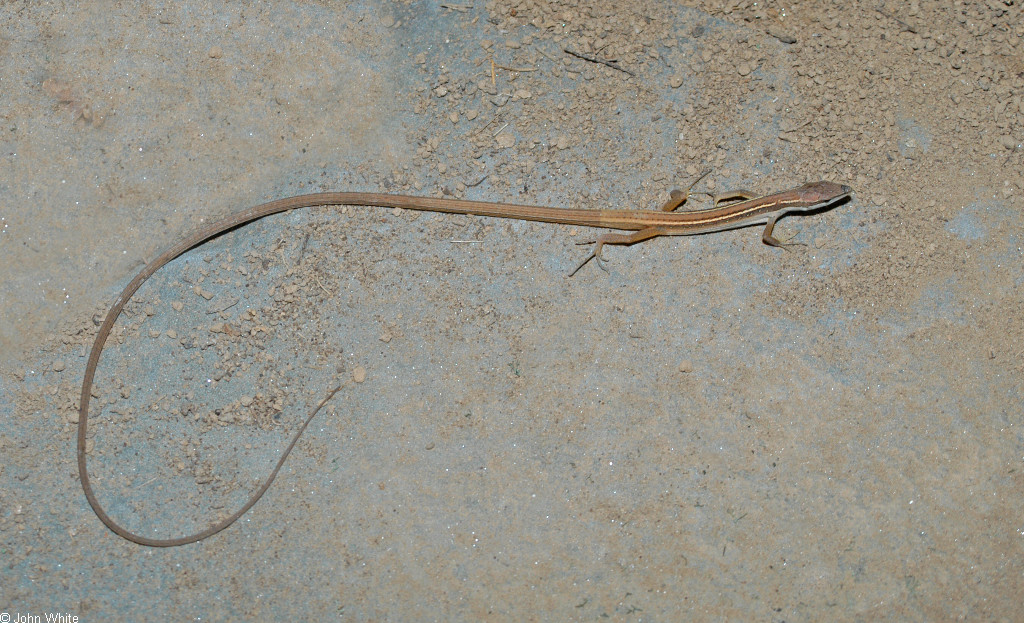 Longtailed Lizards 0639