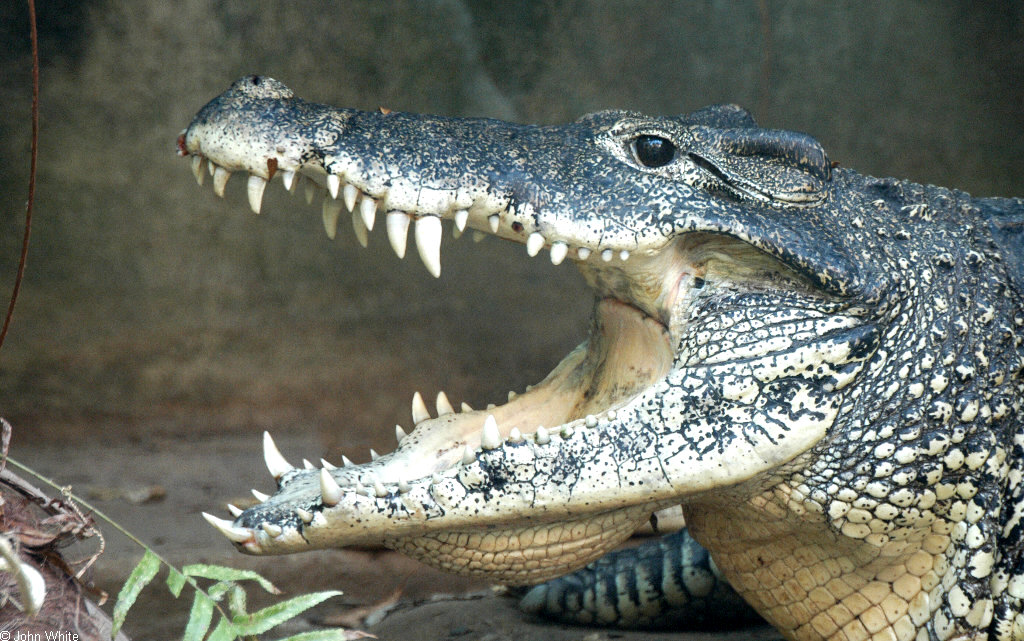 Some Crocodilian Pics 1193