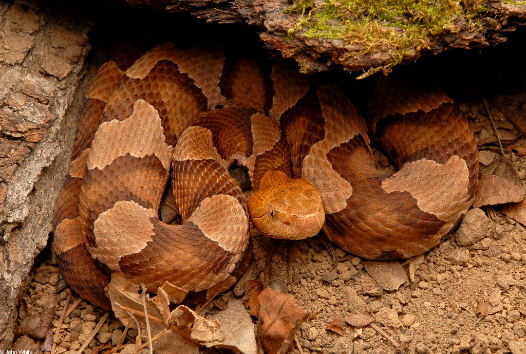 copperhead pics 0119