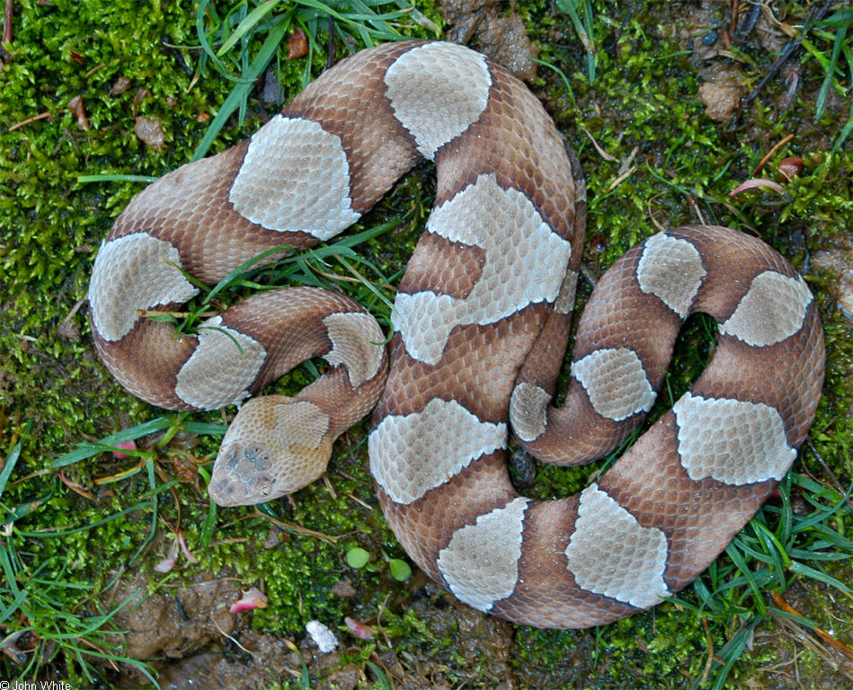 copperhead pics 0369