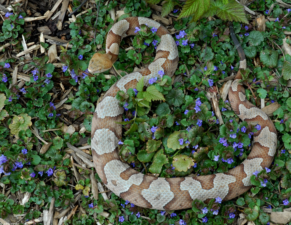 copperhead pics 1252