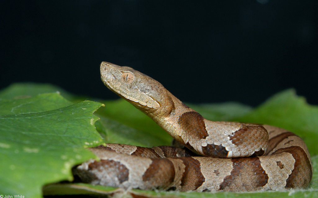 copperhead pics 0906