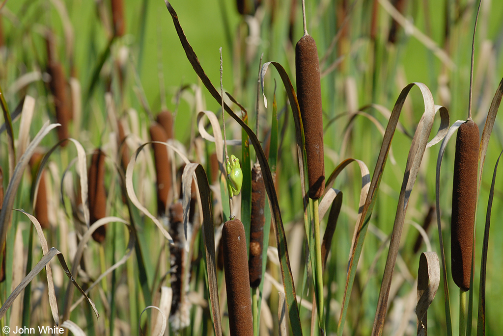 A short visit to the wetland 2026