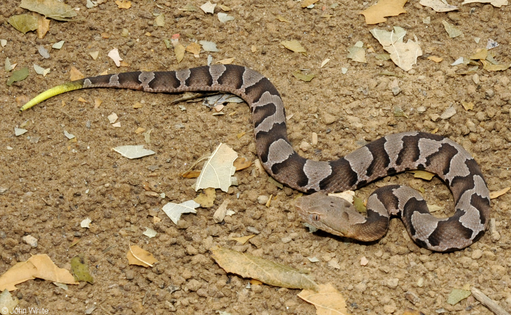 copperhead pics 0518