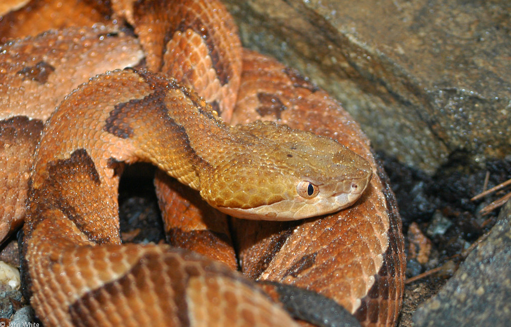 copperhead pics 0431