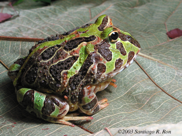 coleccion de fotos de ceratophrys de fases 2460