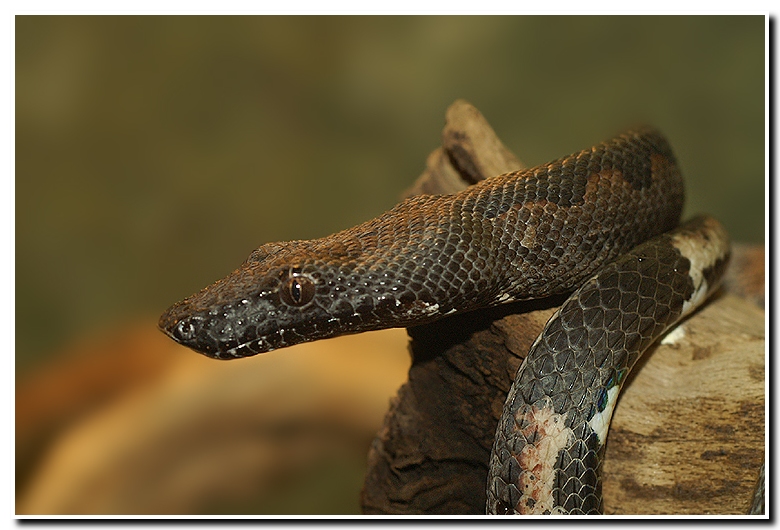 Catalogue Et Horaires De L'Animalerie " Les Copains De Niji" 5320