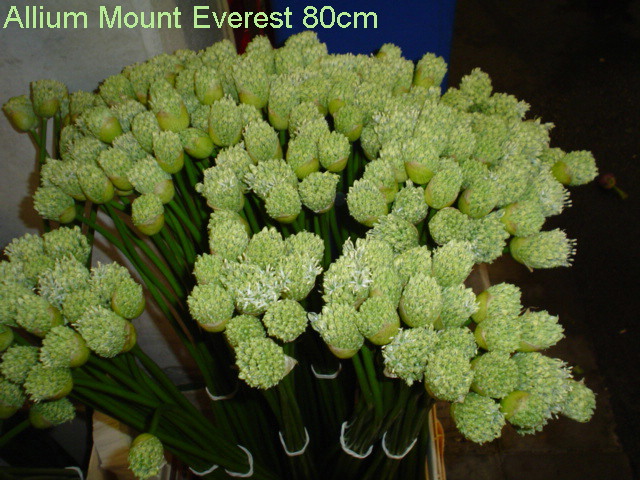 قطف الازهار Allium_Mount_Everest_2