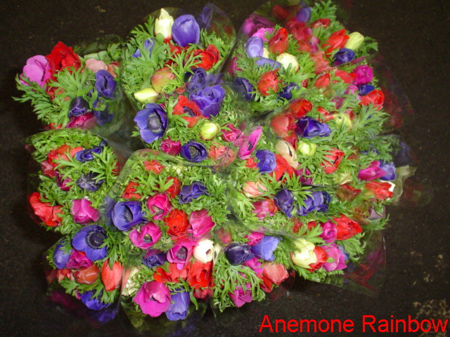 قطف الازهار Anemone_Rainbow