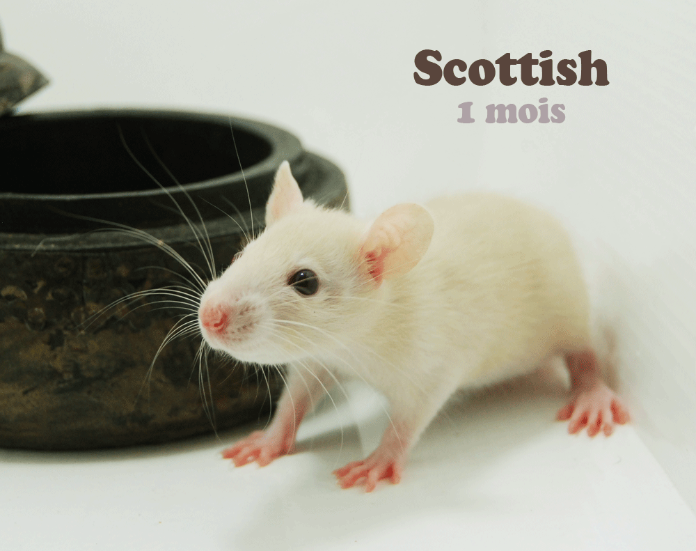 PPK-NAN Scottish, chez Eva Scottish