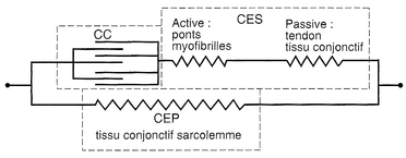 Pourquoi perd-t-on rapidement en souplesse ? Image_2_1