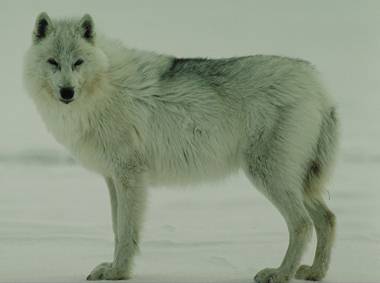 animals pics Wolf