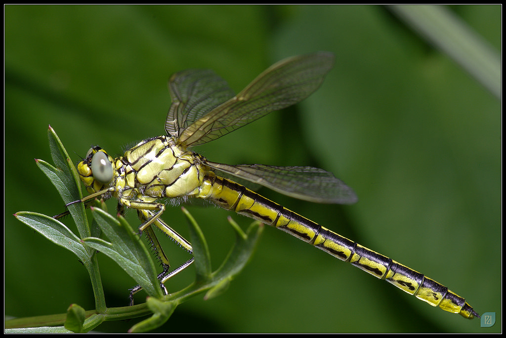 Macro / Proxi-photo - Page 2 20110620_IMGP7830_1024-350koMax