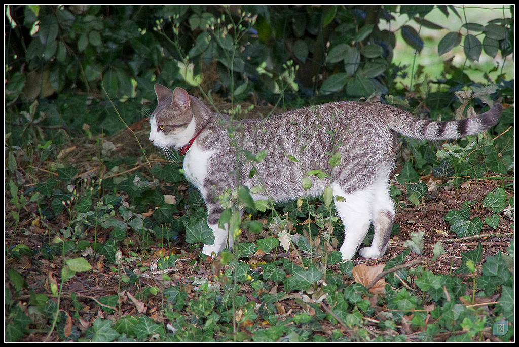 Animaux de compagnie - Page 18 20110629_IMGP1572_1024-350koMax