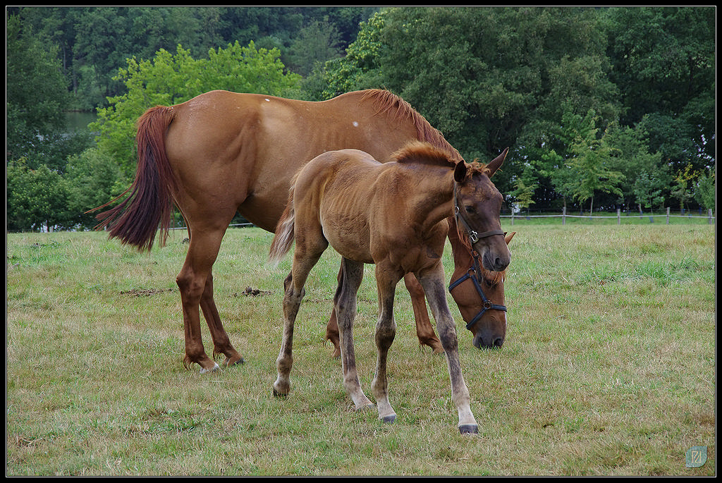 Animaux de la ferme / Chevaux - Page 19 20110804_IMGP6098_1024-400koMax