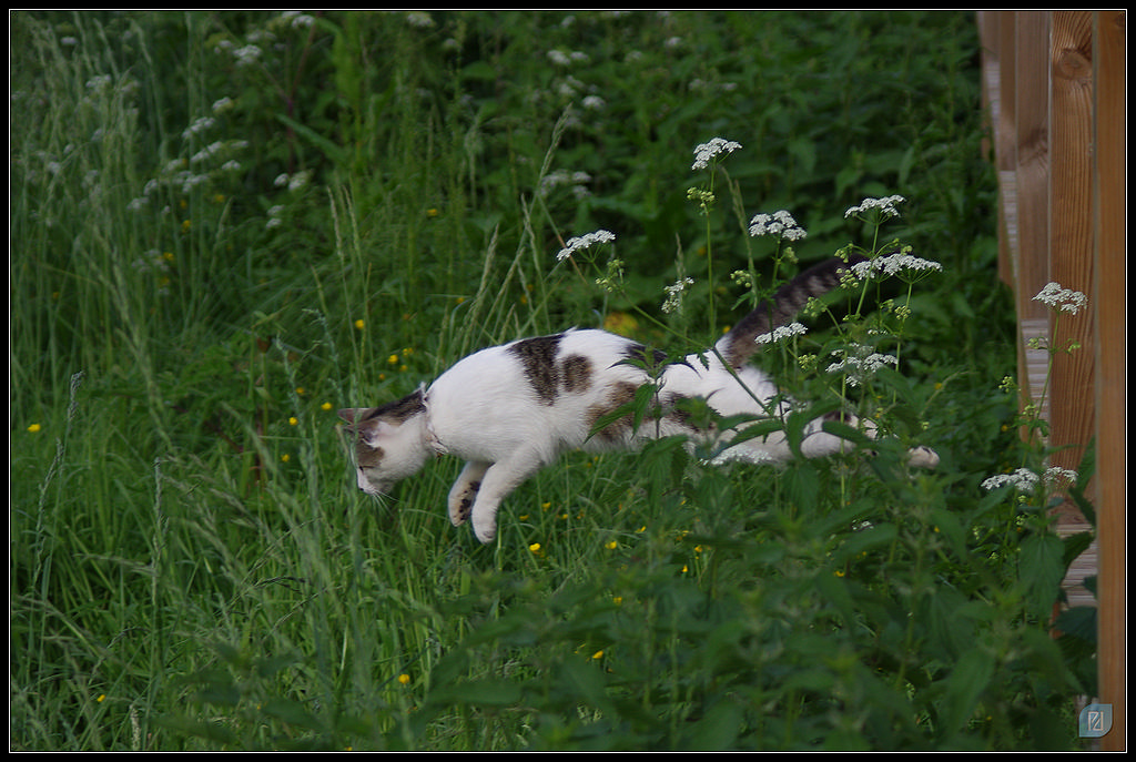 Animaux de compagnie - Page 16 20120526_IMGP4391_1024-400koMax